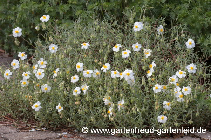 Helianthemum apenninum 'Album' – Sonnenröschen