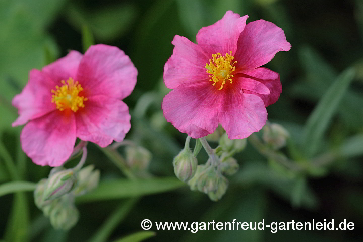 Helianthemum 'Ben Dearg' – Sonnenröschen