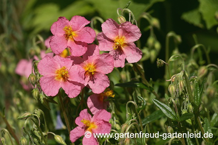Helianthemum apenninum – Apenninen-Sonnenröschen, Blüten