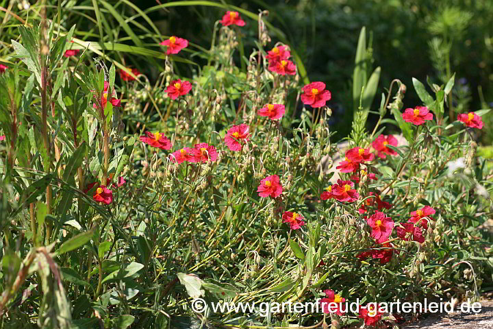 Helianthemum-Hybride 'Red Orient' – Sonnenröschen