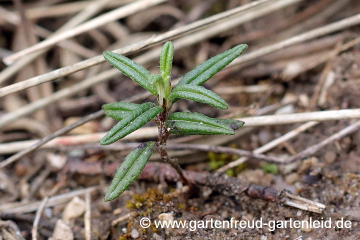 Helianthemum apenninum – Apenninen-Sonnenröschen, Sämling