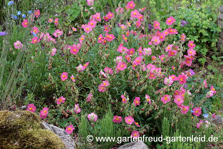 Helianthemum apenninum – Apenninen-Sonnenröschen