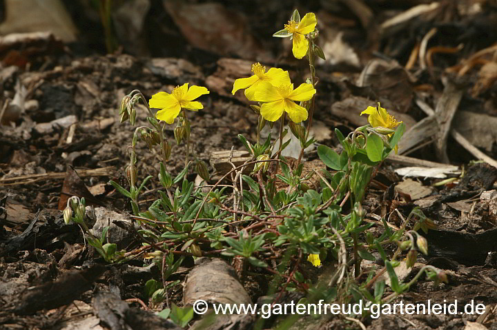 Helianthemum nummularium – Gewöhnliches Sonnenröschen