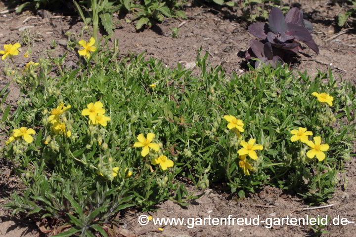 Helianthemum nummularium – Gewöhnliches Sonnenröschen