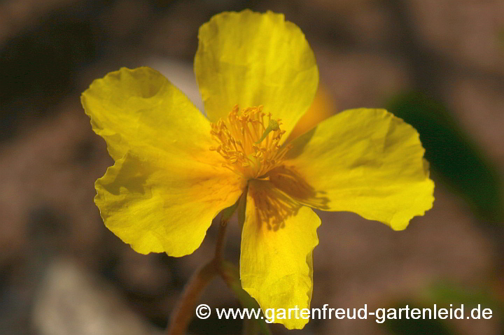 Helianthemum nummularium – Gewöhnliches Sonnenröschen, Blüte
