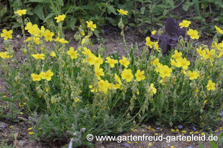 Helianthemum nummularium – Gewöhnliches Sonnenröschen