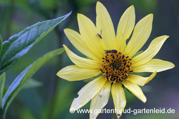 Helianthus 'Lemon Queen' – Stauden-Sonnenblume, Kleinköpfige oder Kleinblumige Sonnenblume – Blüten