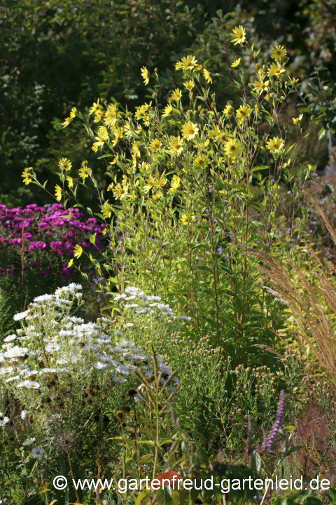 Helianthus 'Lemon Queen' (Stauden-Sonnenblume, Kleinköpfige oder Kleinblumige Sonnenblume) mit Symphyotrichum