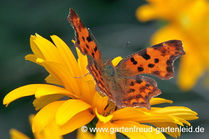 Heliopsis helianthoides – Gewöhnliches Sonnenauge mit C-Falter