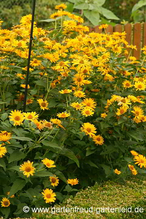 Heliopsis helianthoides – Gewöhnliches Sonnenauge