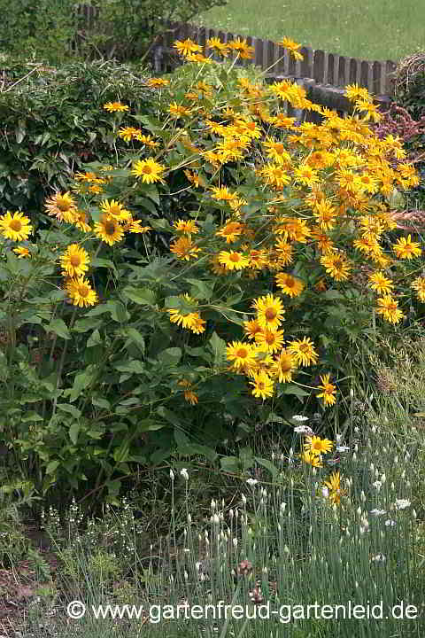 Heliopsis helianthoides – Gewöhnliches Sonnenauge