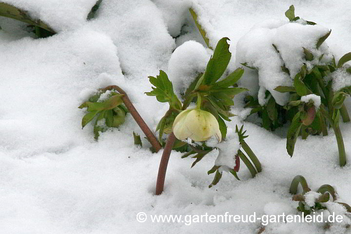 Helleborus – Christrose bzw. Schneerose im Schnee