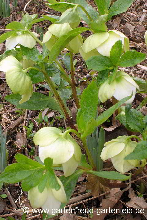 Helleborus – Christrose bzw. Schneerose