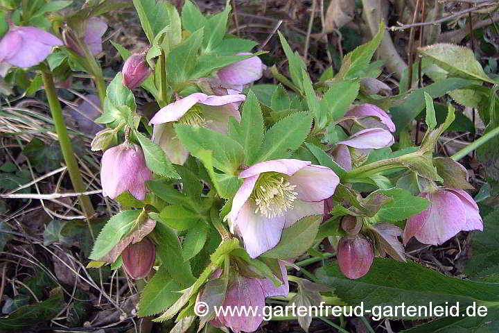 Christrose Helleborus Niger Im Pflanzenlexikon