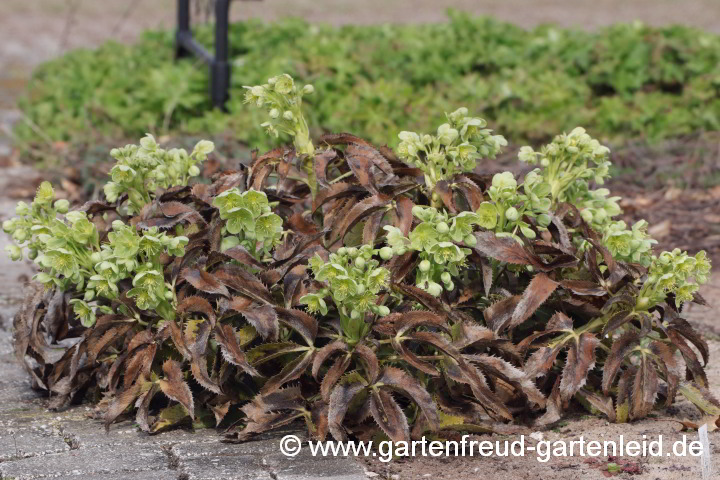 Helleborus argutifolius – Korsische Nieswurz mit Winterschaden