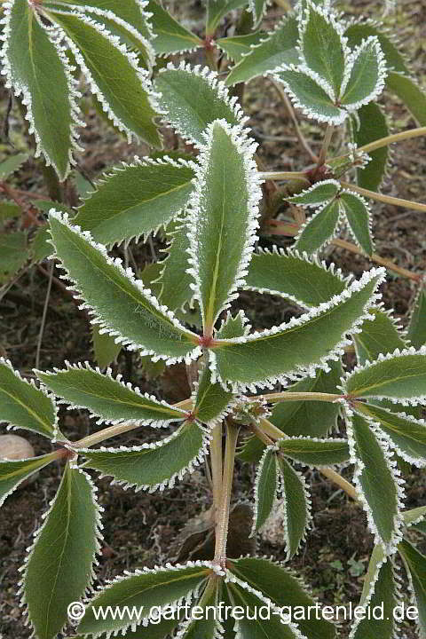 Helleborus argutifolius – Korsische Lenzrose bzw. Nieswurz mit Raureif