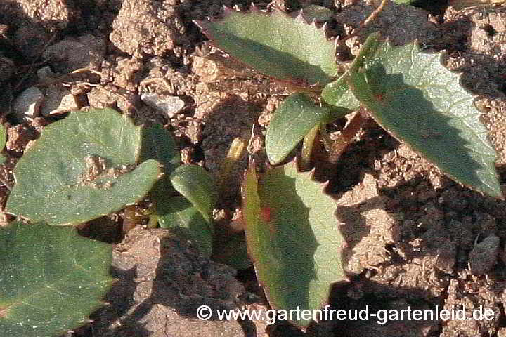 Helleborus argutifolius – Korsische Nieswurz, Sämlinge