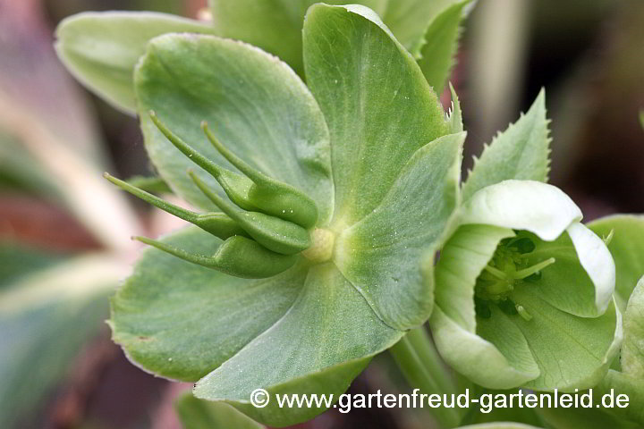 Helleborus argutifolius – Korsische Nieswurz, Samenstand