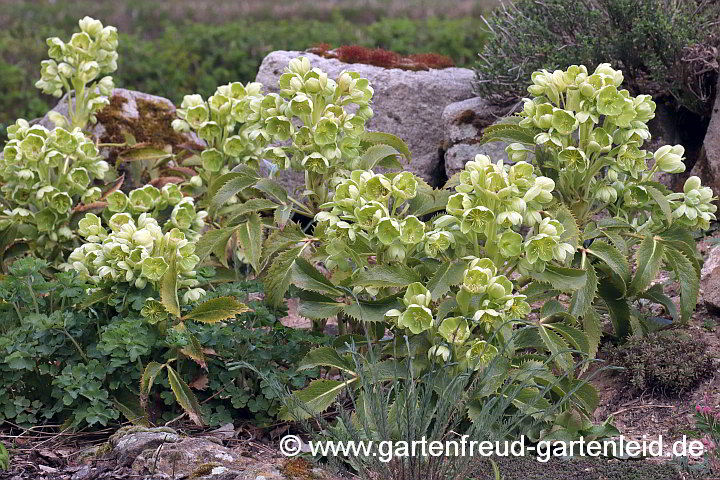 Helleborus argutifolius – Korsische Nieswurz