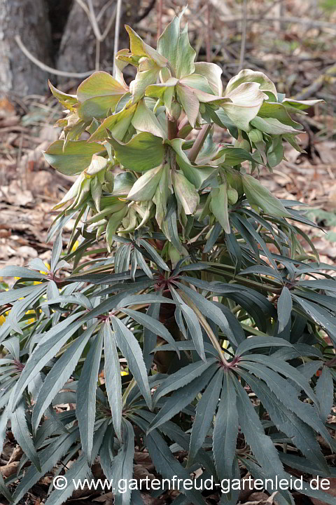 Helleborus foetidus – Stinkende Nieswurz