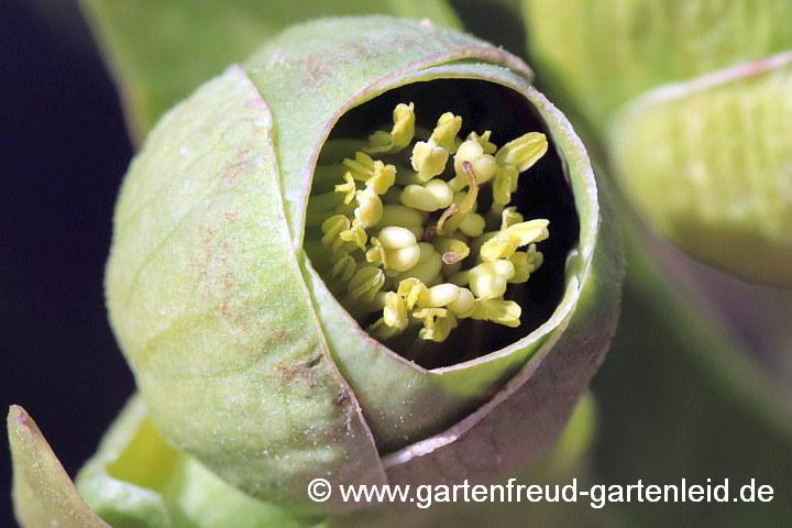 Helleborus foetidus – Stinkende Nieswurz, Blüte