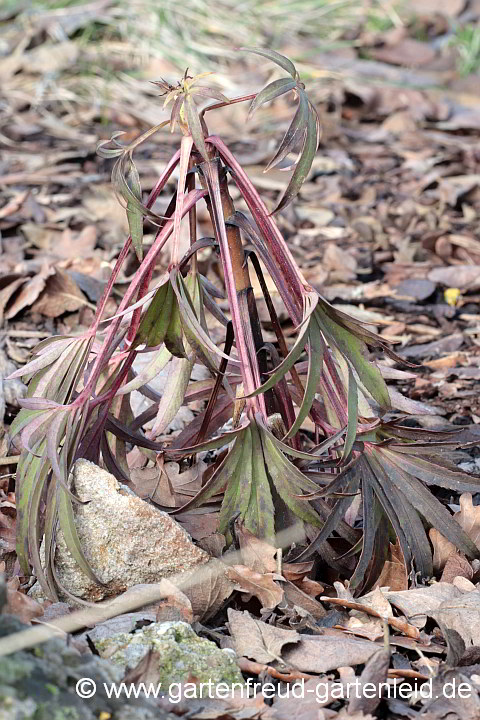 Helleborus foetidus – Stinkende Nieswurz, junge Pflanze mit Frostschaden