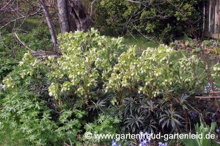 Helleborus foetidus – Stinkende Nieswurz