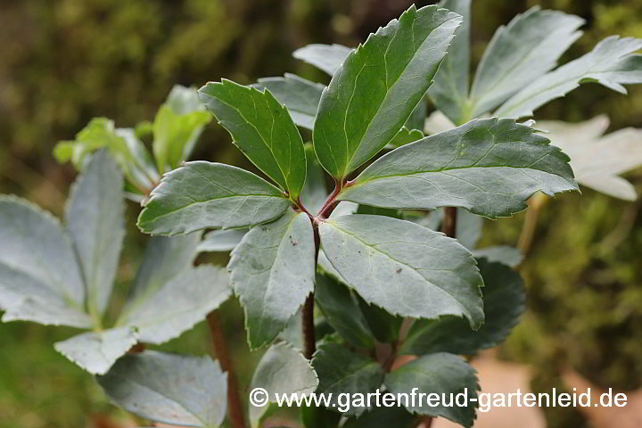 Helleborus niger – Christrose, Schneerose, Schwarze Nieswurz