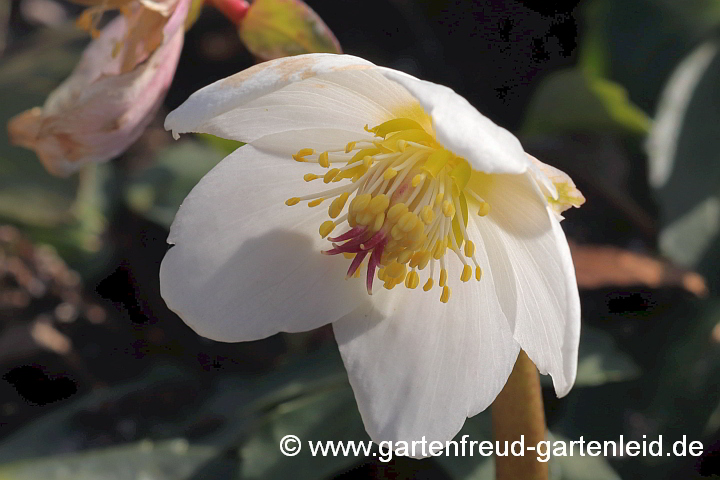 Helleborus niger – Christrose, Schneerose, Schwarze Nieswurz, Blüte