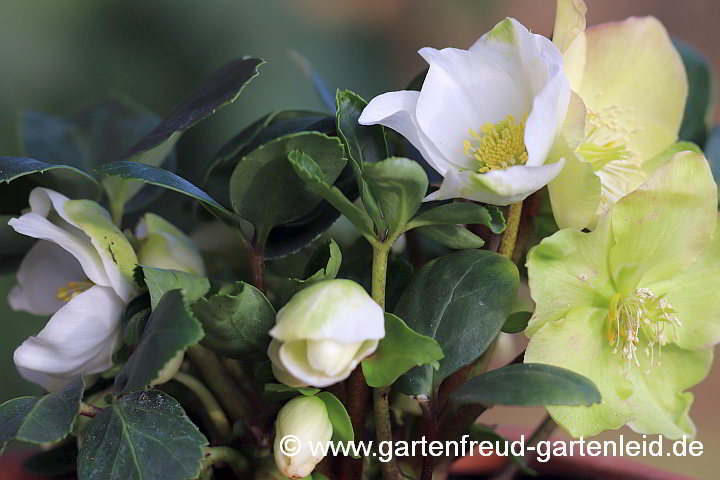 Helleborus niger 'Christmas Carol' – Christrose bzw. Schneerose