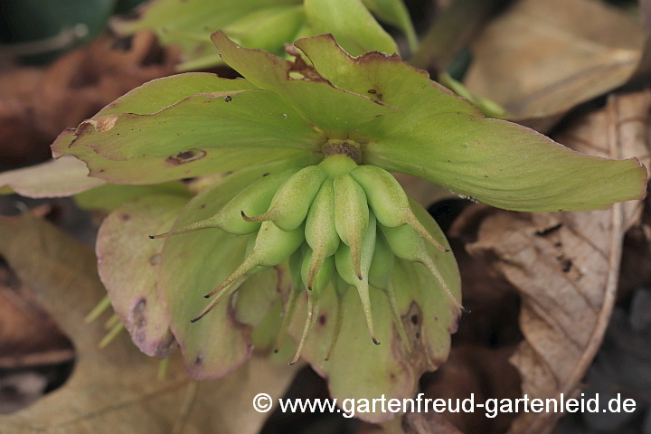 Helleborus niger – Christrose, Fruchtstand