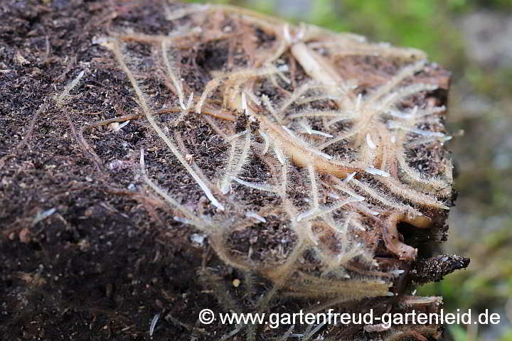 Helleborus niger – ChristroseChristrose, Schneerose, Schwarze Nieswurz, Wurzelballen während der Vegetationsphase