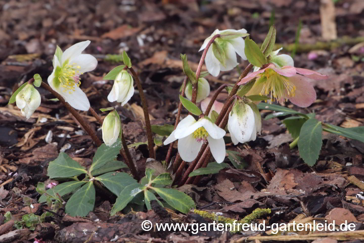 Helleborus niger – Christrose, Schneerose, Schwarze Nieswurz