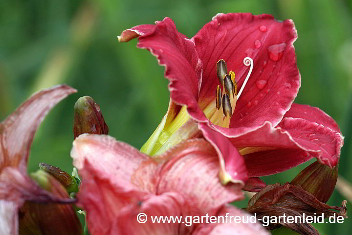 Hemerocallis `Anneliese Frevert´ – Taglilie