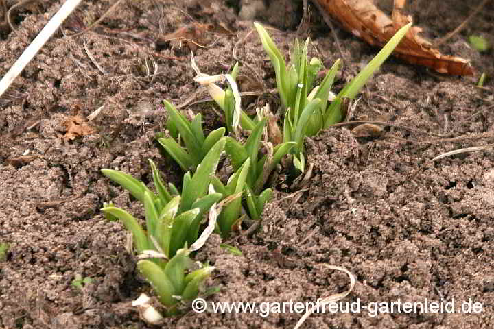 Hemerocallis – Taglilie, Austrieb