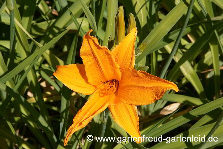 Hemerocallis `Burning Daylight´ – Taglilie