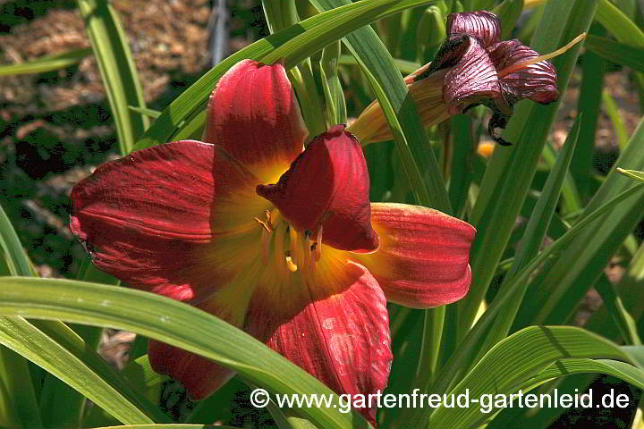 Hemerocallis `Christmas is´ – Taglilie