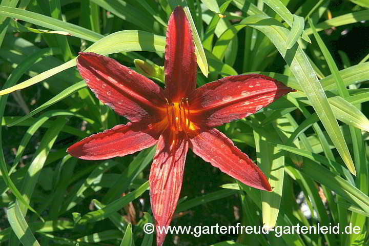 Hemerocallis `Crimson Pirate´ – Taglilie