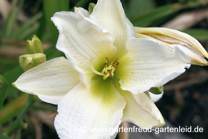 Hemerocallis `Gentle Giant´ – Taglilie