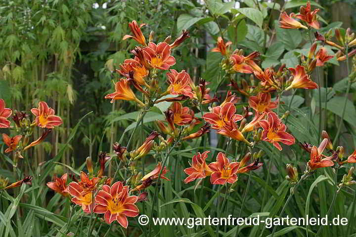 Hemerocallis-Hybride 'Pfennigparade' – Taglilie