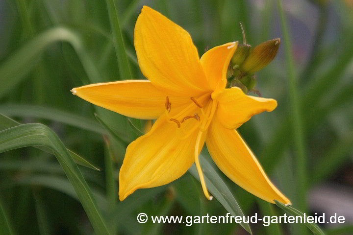 Hemerocallis middendorffii – Amur-Taglilie, Middendorffs Taglilie