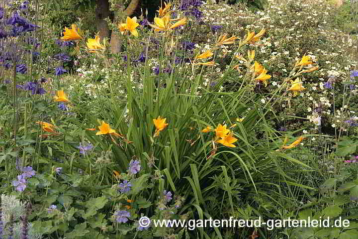 Hemerocallis-middendorffii – Amur-Taglilie, Middendorffs Taglilie