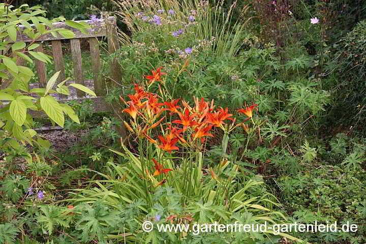 Hemerocallis-Hybride – Taglilie