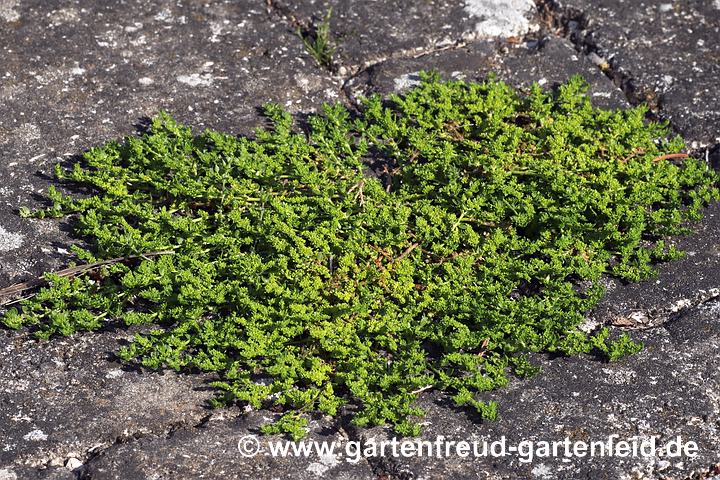 Herniaria glabra – Kahles Bruchkraut