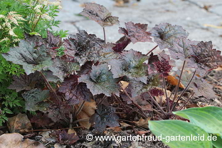 Heuchera 'Palace Purple' – Rotblättriges Purpurglöckchen oder Silberglöckchen