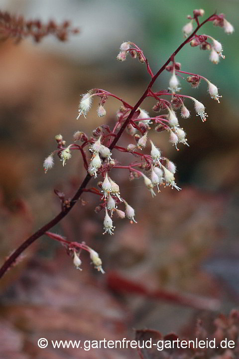 Heuchera 'Palace Purple' – Rotblättriges Purpurglöckchen oder Silberglöckchen