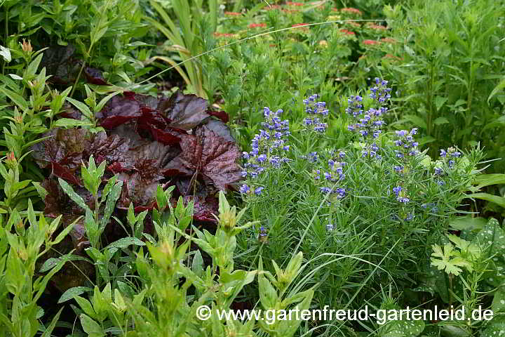 Heuchera 'Palace Purple' (Rotblütiges Purpurglöckchen) neben Dracocephalum ruyschiana (Nordischer Drachenkopf)