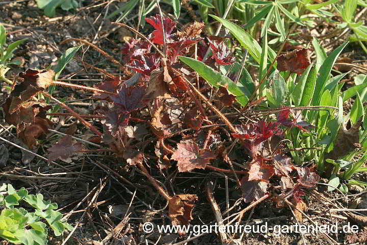 Heuchera 'Palace Purple' – Rotblättriges Purpurglöckchen oder Silberglöckchen mit Winterschaden