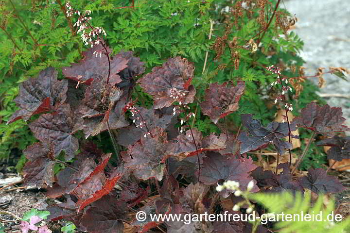 Heuchera 'Palace Purple' – Rotblättriges Purpurglöckchen oder Silberglöckchen