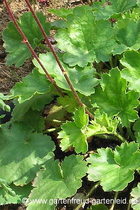 Heuchera sanguinea – Blut-Purpurglöckchen, Laub